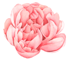 peinture à la main aquarelle fleur de pivoine png