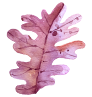 Autumn Leaf  watercolor isolate on white background png