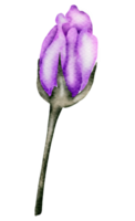 blomma element akvarell bröllop blomma png