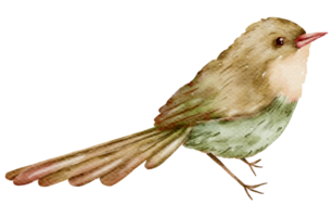 vogel aquarel handverf png