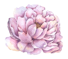 flor de peônia violeta, aquarela de flor de outono png