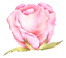 Rose flower watercolor collection png