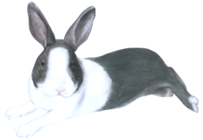 Rabbit Easter animal watercolor png