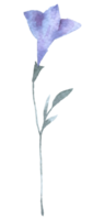 vildblomma akvarell, vacker blomma akvarell element png