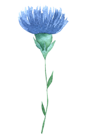 vildblomma akvarell, vacker blomma akvarell element png