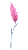 acquerello di fiori di campo, elemento acquerello bellissimo fiore png