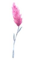 Wildflower watercolor, Beautiful flower watercolor element png