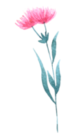 Wildflower aquarel, mooie bloem aquarel element png