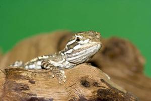 close up of a bearded dragon photo