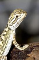 close up of a bearded dragon photo