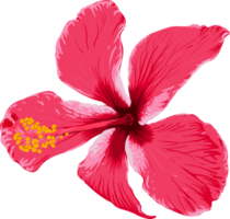 Botanical drawing with red hibiscus flower. png