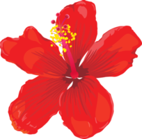 Botanical drawing with red hibiscus flower. png