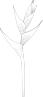 botanisch Zeichnung Linie Kunst mit Heliconia Blume. png