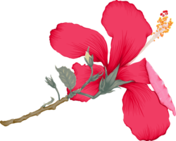 Botanical drawing with red hibiscus flower. png