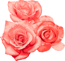 Botanical drawing with rose flower. png