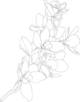 Botanical drawing line art with orchid flower. png