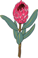 botánico dibujo con salvaje flor. png