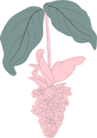 Botanical drawing with pink flower. png