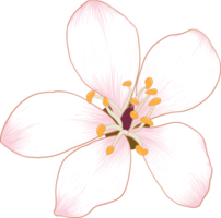 Botanical drawing with Cherry blossom flower. png