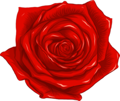 botánico dibujo con Rosa flor. png