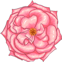 Botanical drawing with rose flower. png