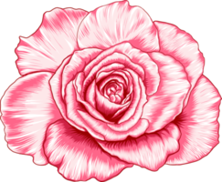 botanisch tekening met roos bloem. png