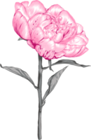 Botanical drawing with peony flower. png