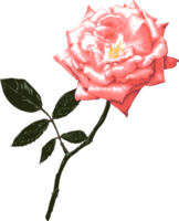 Botanical drawing with pink rose flower. png