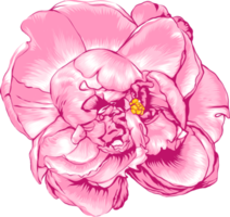 Botanical drawing with peony flower. png