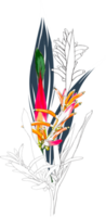 botanique dessin avec heliconia fleur. png