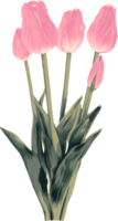 Botanical drawing with tulips flower. png