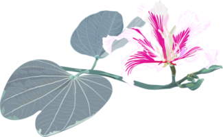 lila bauhinia blomma teckning png
