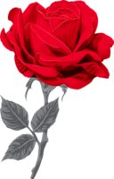 botánico dibujo con rojo Rosa flor. png