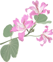 roxa bauhinia flor desenhando png