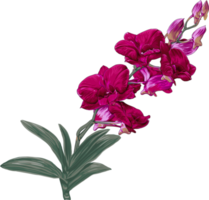 Botanical drawing with orchid flower. png