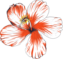 Botanical drawing with hibiscus flower. png