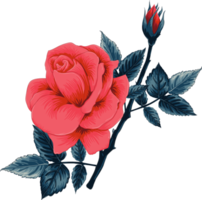 Botanical drawing with red rose flower. png