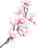 Botanical drawing with orchid flower. png