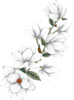 Botanical drawing with white magnolia flower. png