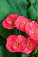 Euphorbia milii pink blooming and green leaves beauty nature in Thailand photo