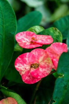 Euphorbia milii pink blooming and green leaves beauty nature in Thailand photo