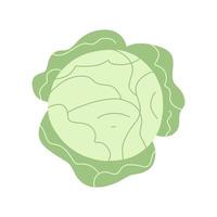 Vector illustration of fresh cabbage in flat style. Green leaf, healthy vegan food.