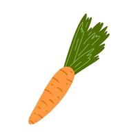 Vector illustration of fresh carrot in cartoon flat style. Hand drawn vegetable, healthy vegan food.