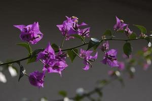 Flowers of a bougainvillea tree close-up photo