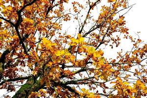 Low angle view of autumn tree with branch and yellow and orange leaves. Beautiful autumn leaves. Fall season, October background. Orange foliage in fall forest. Autumn tree in park. Beauty in nature. photo