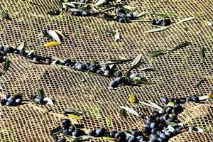 Harvesting olives view photo