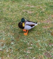 Wild motley waterfowl duck on lake water close-up with copy space. Birds and animals in wildlife concept. photo