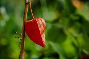 Red physalis alkekengi close-up. Exotic fruit on branch. Chinese lantern, Japanese lantern, ground berry. photo