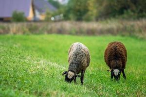 Two domestic brown sheep eat grass in meadow. Farm animals graze in pasture. photo