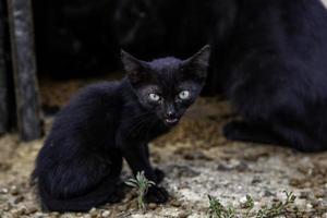 gato negro en la calle foto